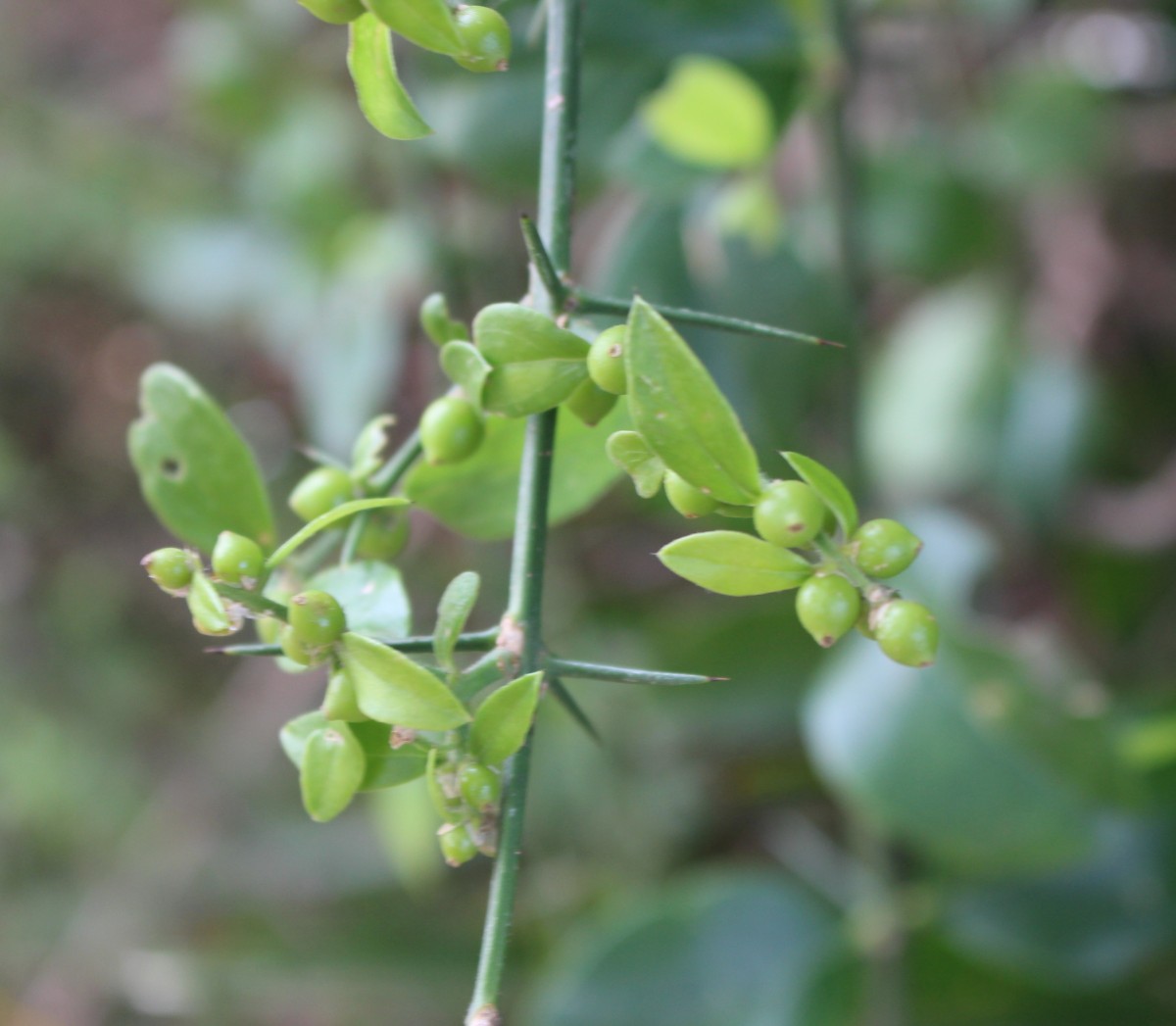 Azima tetracantha Lam.